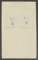 Eustylus - Print - Iconographia Zoologica - Special Collections University of Amsterdam - UBAINV0274 029 01 03 0064.tif