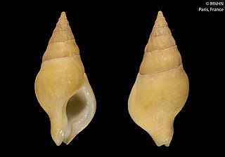 <i>Euthria abrotona</i> Species of gastropod