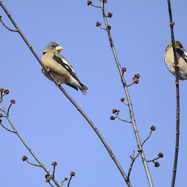 File:Evening grosbeak sax-zim bog 2.17.24 DSC 2562-topaz-denoiseraw-sharpen.jpg