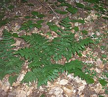 Evergreen-Wood-Fern-cluster (2997699370).jpg