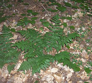 <i>Dryopteris intermedia</i> Species of wood fern
