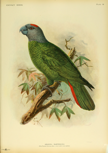 Extinctbirds1907 P18 Amazona martinicana0317.png