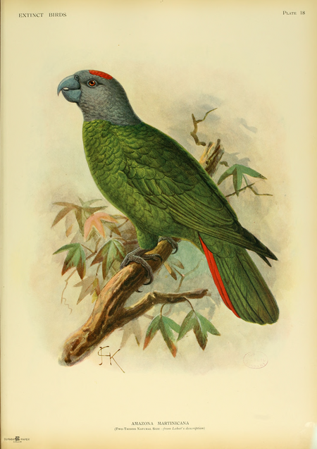 Tập tin:Extinctbirds1907 P18 Amazona martinicana0317.png