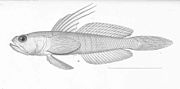 Miniatura per Microgobius miraflorensis