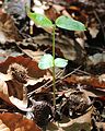 Cotyledon and leaf