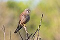 * Nomination Male common kestrel (Falco tinnunculus) --Alexis Lours 11:44, 21 April 2022 (UTC) * Promotion  Support Good quality. --Steindy 14:47, 21 April 2022 (UTC)  Support Good quality. --UnpetitproleX 10:49, 22 April 2022 (UTC)