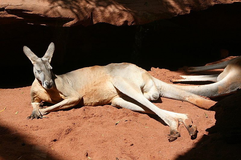 File:Fauna de Australia30.JPG