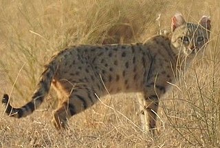 <span class="mw-page-title-main">Asiatic wildcat</span> Small wild cat