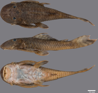 <i>Guyanancistrus teretirostris</i> Species of catfish