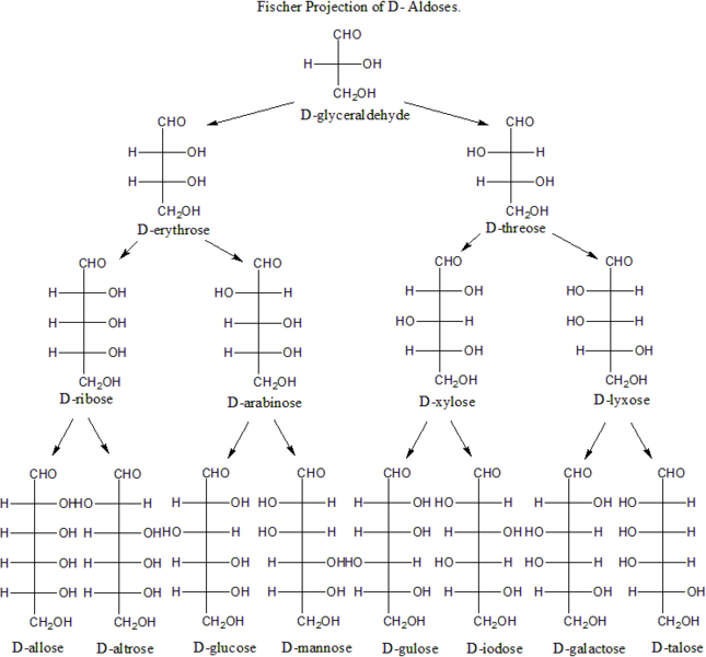 File:Fischer projection of D-aldoses1.png