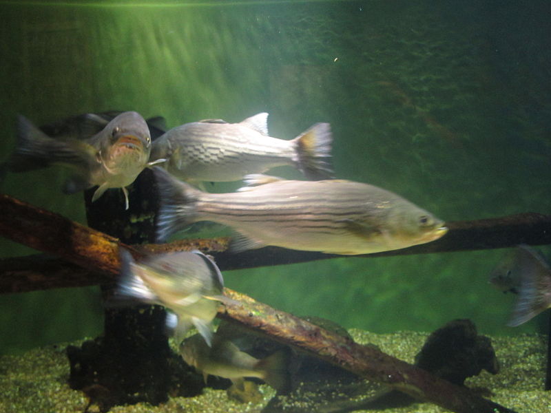 File:Fish at the SC Aquarium in Charleston IMG 4615.JPG