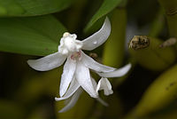 Dendrobium fugax