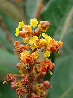 <i>Byrsonima basiloba</i> species of plant