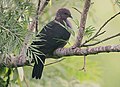 Flickr - Rainbirder - Sri Lanka Wood Pigeon (Columba torringtoni) (1).jpg