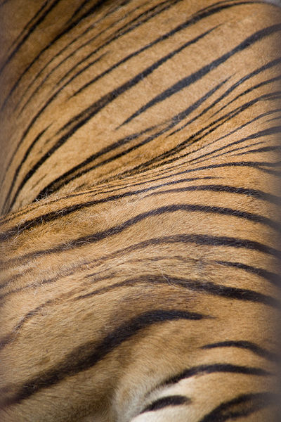 File:Flickr - bslmmrs - Tiger stripes.jpg