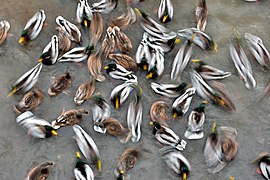 Anas platyrhynchos in winter (flocks)