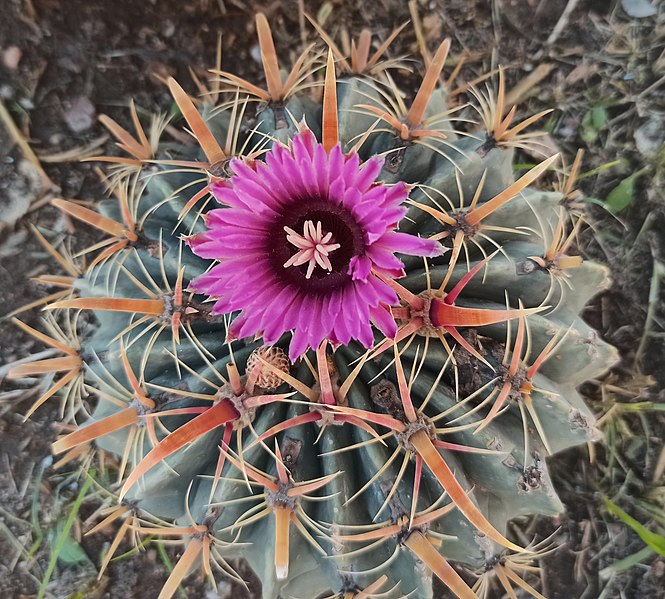 File:Flor de Ferocactus latispinus.jpg