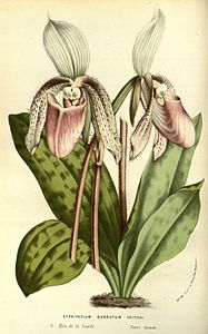 page 161 Cypripedium barbatum var. veitchii Paphiopedilum superbiens