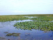 Marisma de agua dulce en Florida