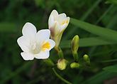 Freesia alba (Iridaceae)