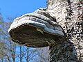 2476 2023-05-08 14:10 Stenmurslandskapet, Väsmestorps naturreservat, Väsmestorp, Sörby sn, Falköpings kn, Västergötland.