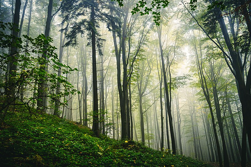 File:Foggy Austrian forest (52585817918).jpg