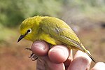 Thumbnail for Forest white-eye