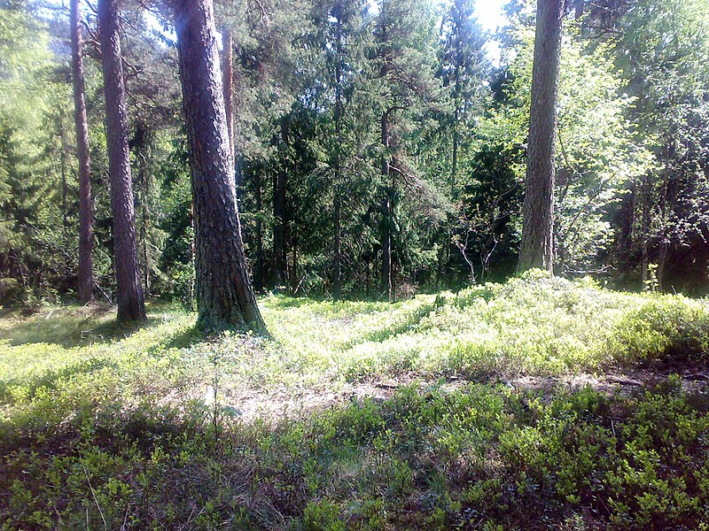 File:Forest bottom Pine 120520084358.jpg