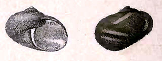 <i>Fossarina petterdi</i> Species of gastropod