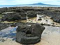 Thumbnail for Takapuna Fossil Forest