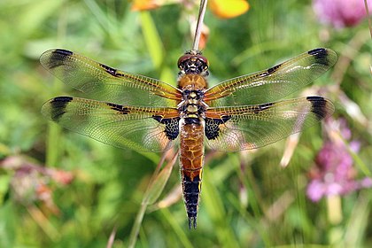 Libélula-de-quatro-pintas (Libellula quadrimaculata), uma libélula da família Libellulidae encontrada na Europa, Ásia e América do Norte. (definição 2 914 × 1 942)