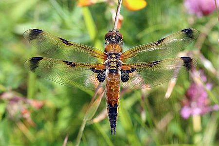 ♀ Libellula quadrimaculata (Four-spotted Chaser)