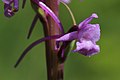 Fragrant Orchid - Gymnadenia conopsea (14117727818).jpg