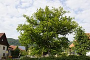 Deutsch: Friedenseiche in Seibelsdorf Marktrodach; Naturdenkmal 476/009 English: Protected Oak in Seibelsdorf, Marktrodach