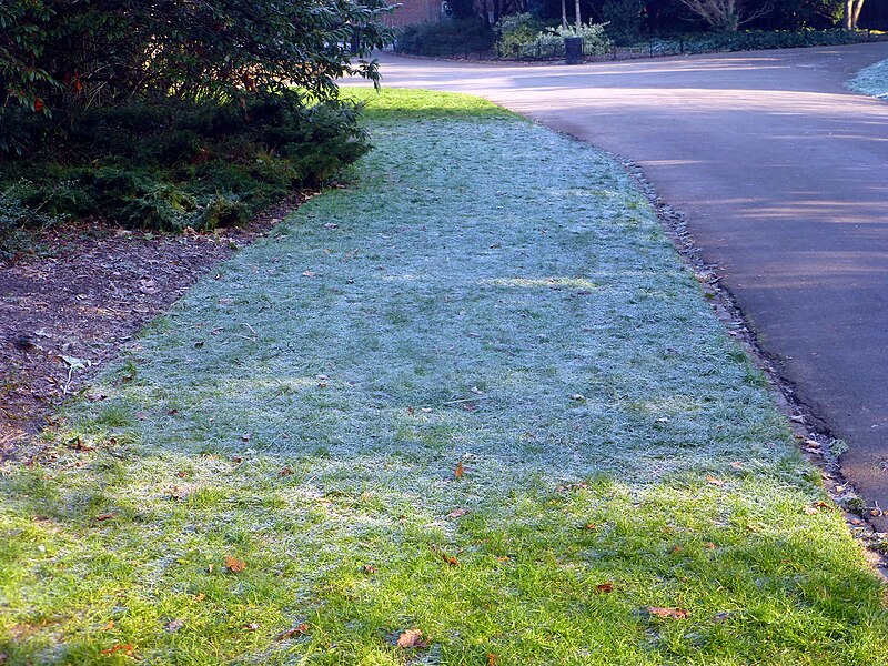 File:Frost-AllDay-InShade-P1390878 (36718646314).jpg