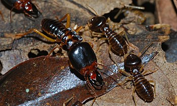 Fungus-growing Termites (Macrotermes carbonarius) (8683915274).jpg