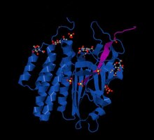 GPCR-Autoproteolysis INducing (GAIN) domain, rat latrophilin 4DLQ mediates autocatalytic cleavage of adhesion GPCRs GAIN domain latrophilin2.tif