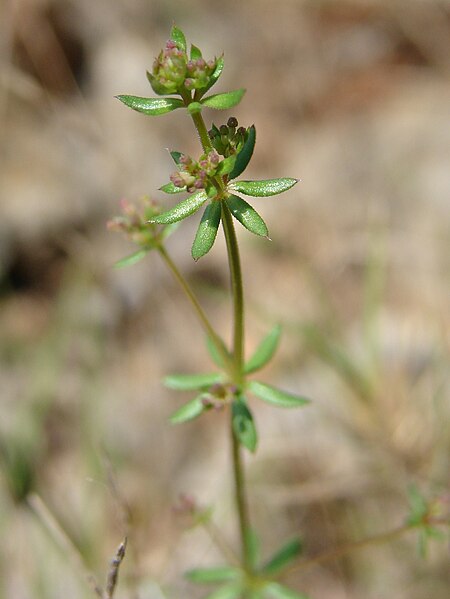 File:Galium parisiense flower (04).jpg