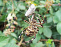 Garden Orb Weaver capturing a Bee