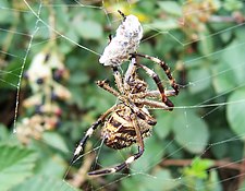 Orb-weaver spider uses web to capture sounds