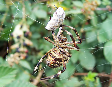 Australian garden orb weaver spider with captured prey , by Fir0002
