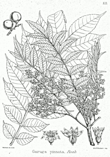 <i>Garuga pinnata</i> Species of tree