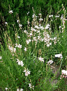 <i>Gaura</i> genus of flowering plants in the family Onagraceae