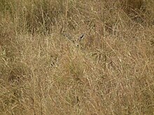 Fawn hiding in the grass Gazella thomsonii, Tanzania - 20100808.jpg