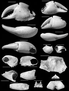 <i>Geograpsus severnsi</i> Extinct species of crab