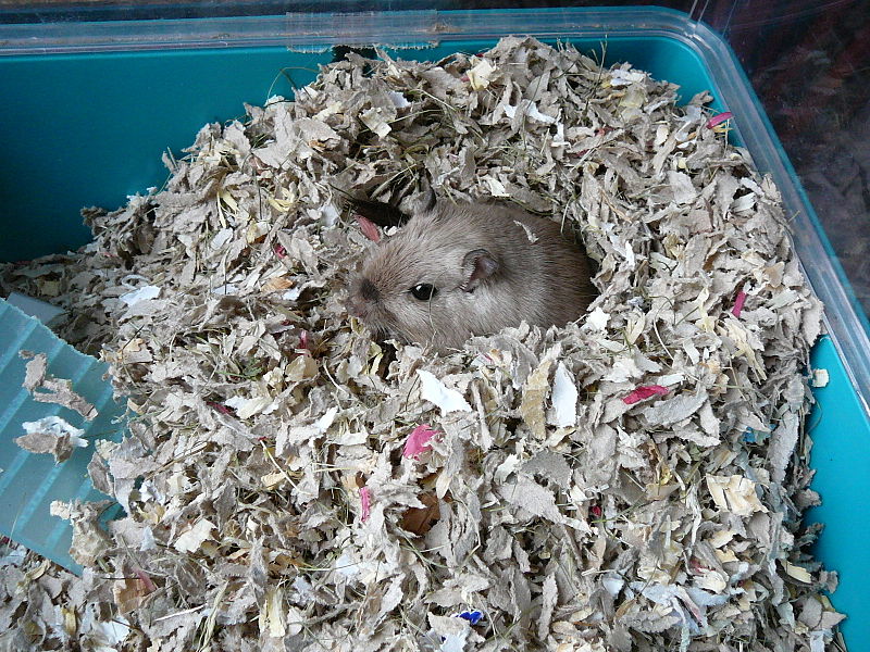 File:Gerbil in nest.JPG