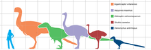 Size of Aepyornis maximus (center, in purple) compared to a human, a common ostrich (Struthio camelus, second from right, in maroon), and several non-avian theropod dinosaurs. Grid spacings are 1.0 m. Giantbirds.png