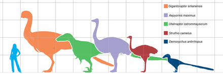 Size of Aepyornis maximus (center, in purple) compared to a human, an ostrich (second from right, in maroon), and some non-avian theropod dinosaurs. Grid spacings are 1.0 m.