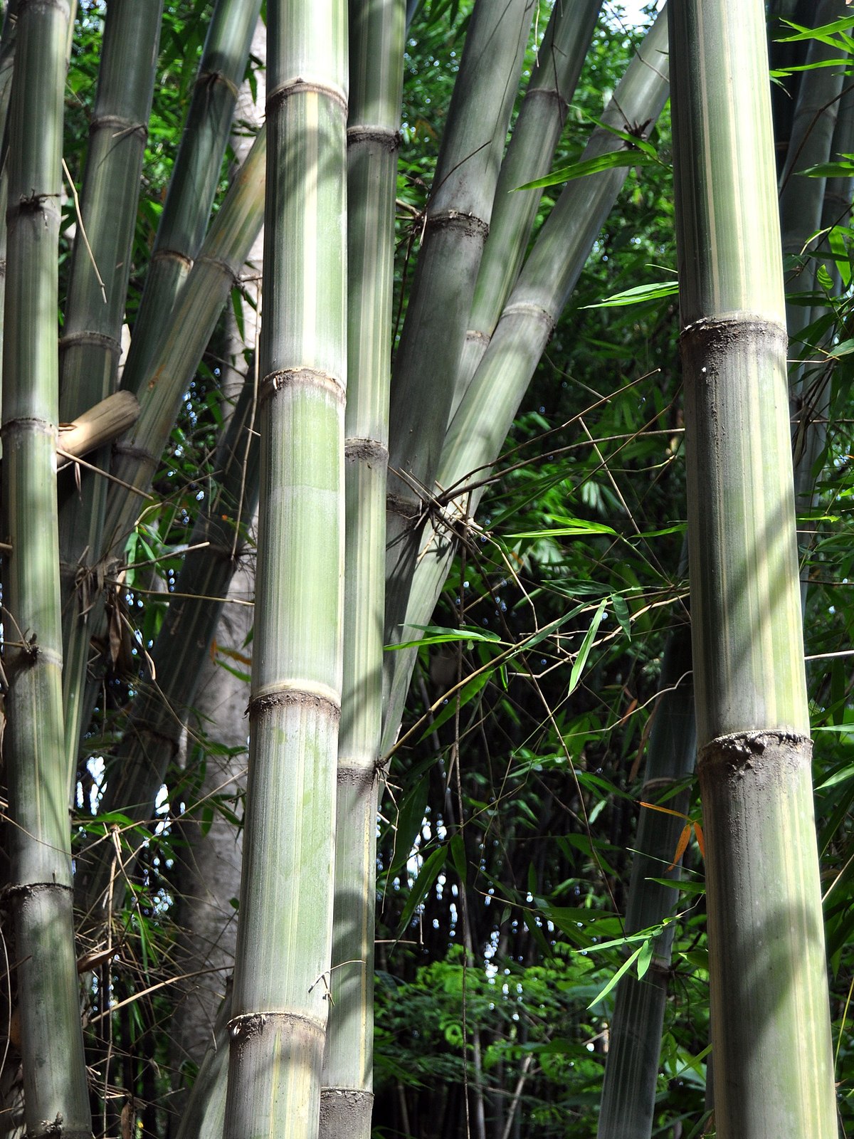  Bambu  gombong Wikipedia bahasa Indonesia ensiklopedia bebas