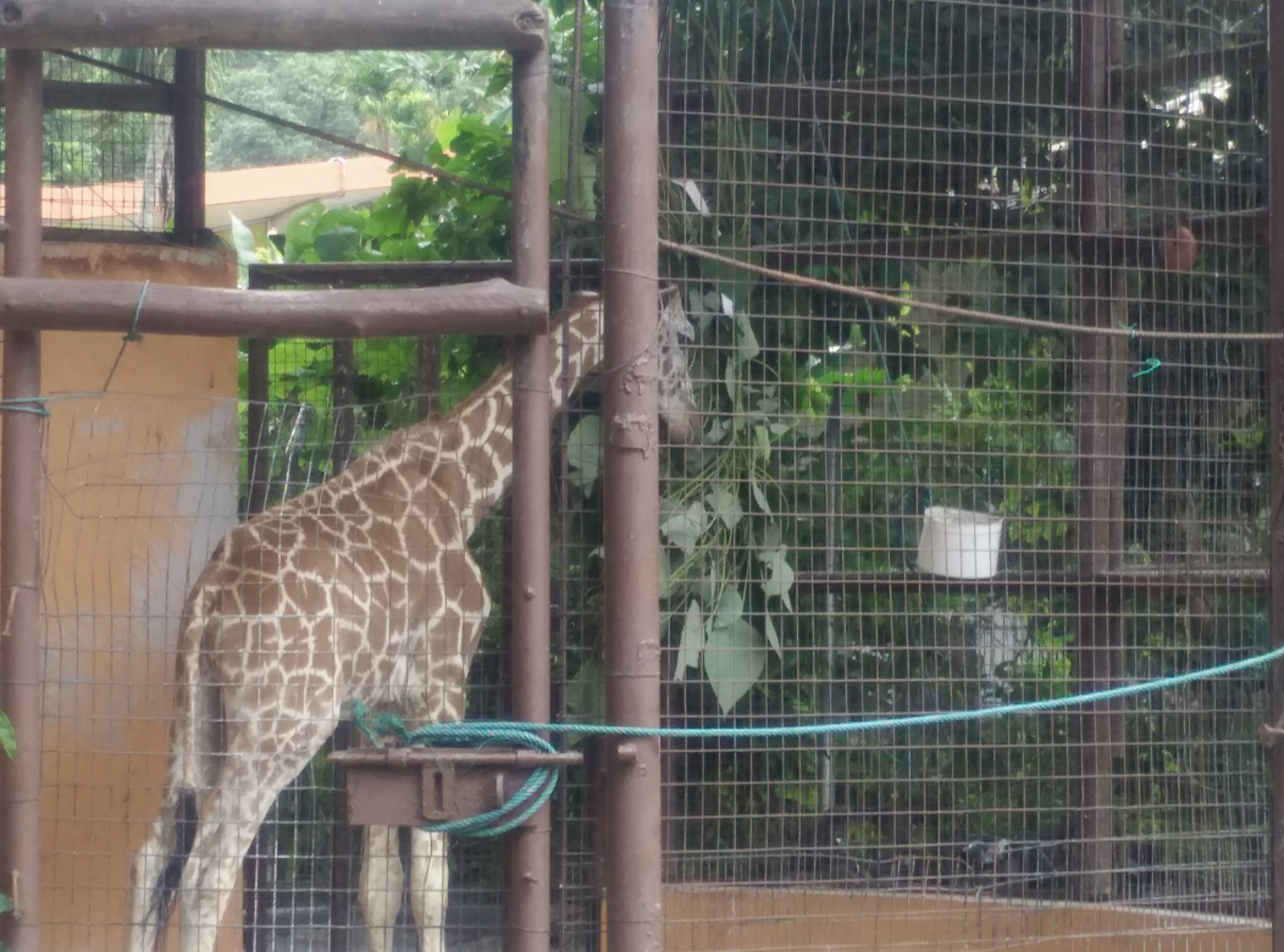 Giraffe in malay